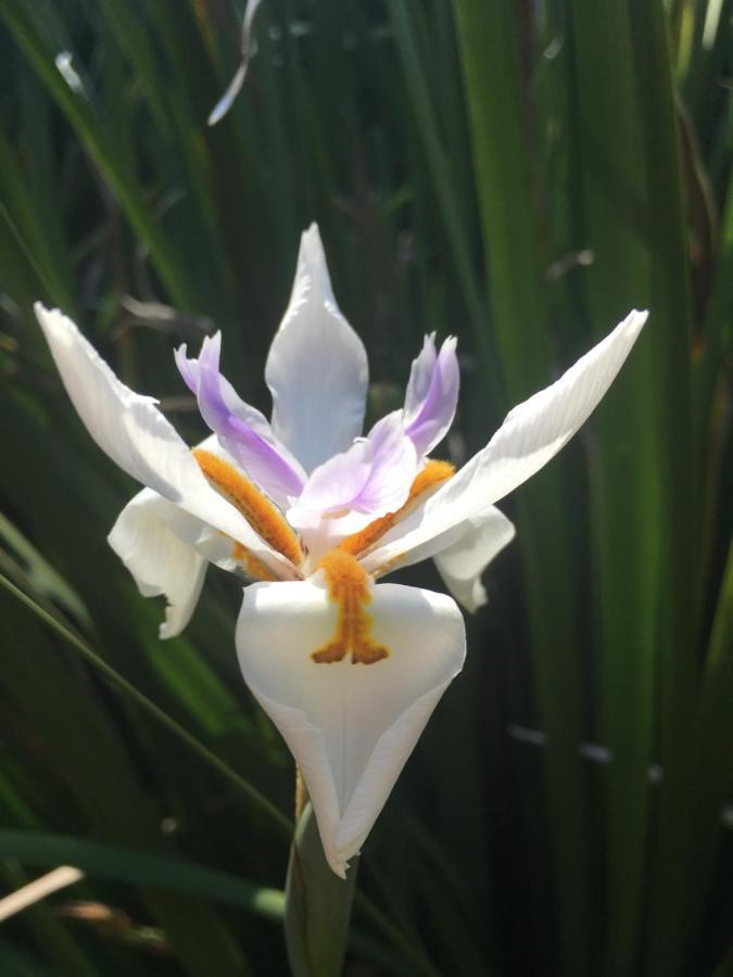 Tiree B&B Johannesburg Bagian luar foto