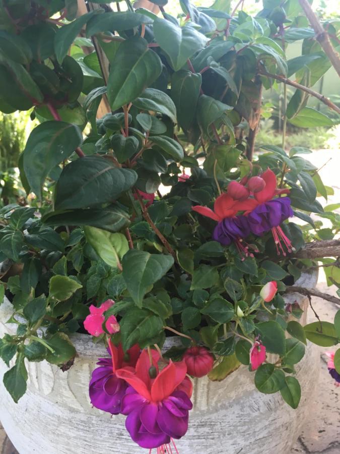 Tiree B&B Johannesburg Bagian luar foto